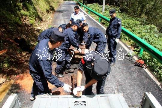 3年“谋杀”116株 四川指路牌最大红豆杉盗伐案告破宣判