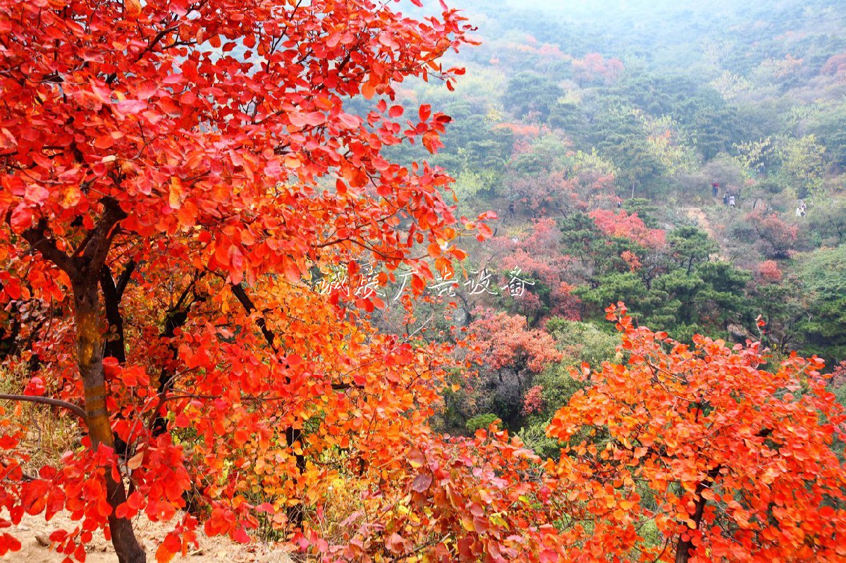 2019北京香山公园红叶路灯灯箱观赏攻略（时间+门票+路线