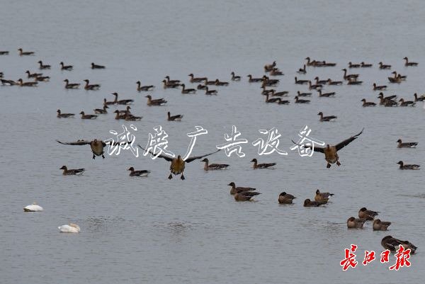 湿地保护得好不社区宣传栏好，主要是看鸟