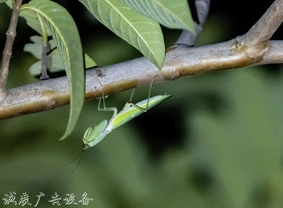 霓虹璀璨的不夜城里，太阳能垃圾桶让我们一起守护这片黑暗