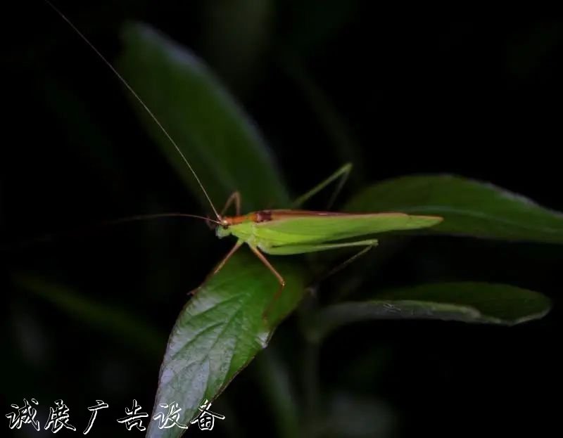 霓虹璀璨的不夜城里，太阳能垃圾桶让我们一起守护这片黑暗